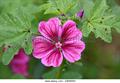 Malva sylvestris subsp. mauritiana